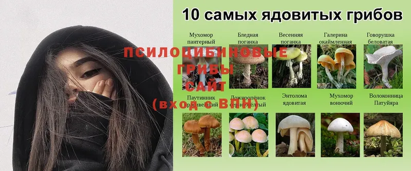 Псилоцибиновые грибы Magic Shrooms  Дедовск 